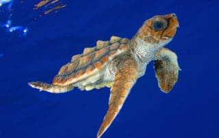 JDW00978: Loggerhead Turtle Hatchling © James Watt / imagequestmarine.com