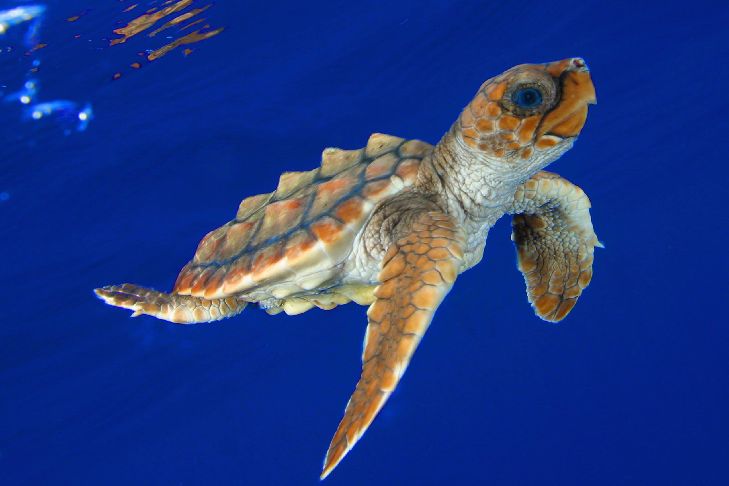 JDW00978: Loggerhead Turtle Hatchling © James Watt / imagequestmarine.com