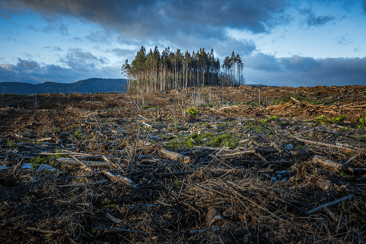 Deforestation showing the effects of climate change